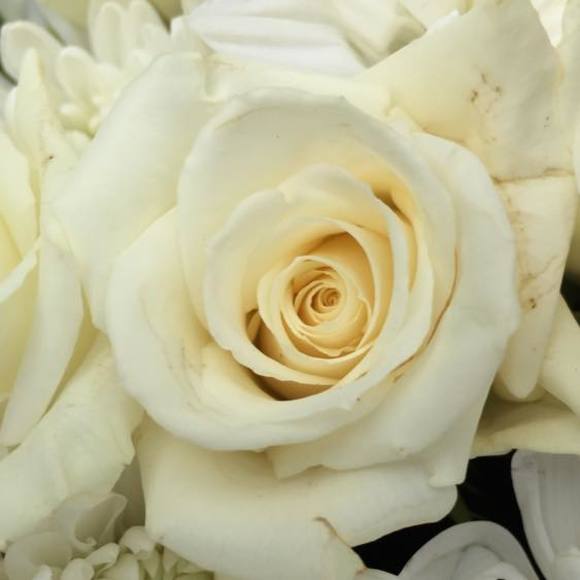 Meet your Posher, Sharon - Picture 1 of 1